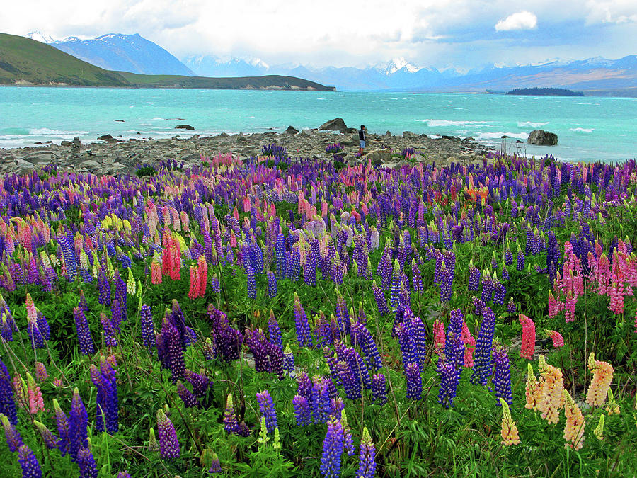 Lupines in New Zealand #1 Photograph by Rick Wilking