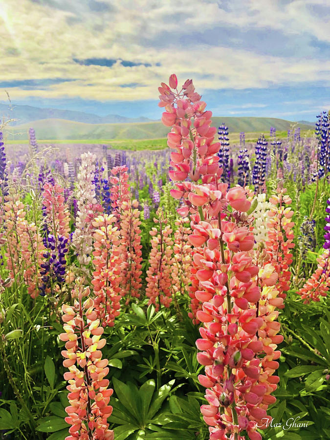 Lupines #1 Photograph by Maz Ghani