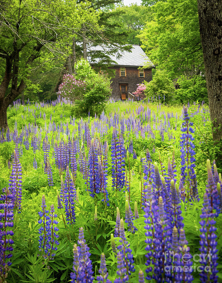 Lupines with Rustic House #1 Photograph by Sturgeon Photography Lupines with Rustic House #1 Photograph by Sturgeon Photography