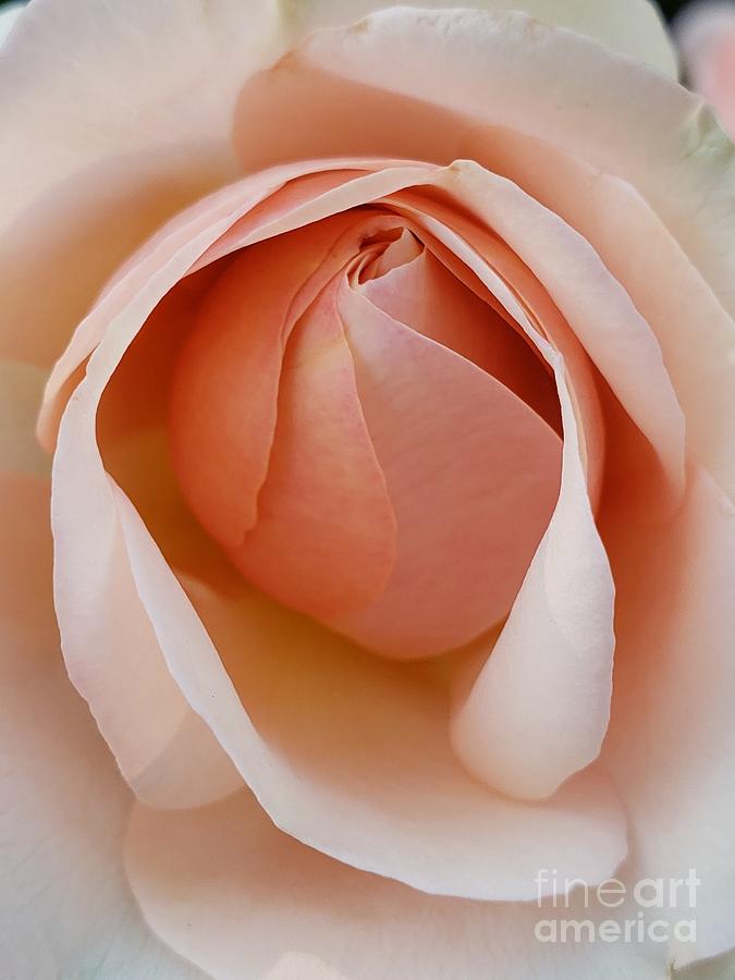 Luscious Rose #1 Photograph by Anita Adams