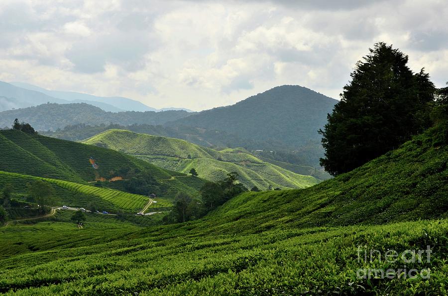 Lush rolling green fields of tea on hills in tropical resort Cameron Highlands Malaysia #5 Photograph by Imran Ahmed