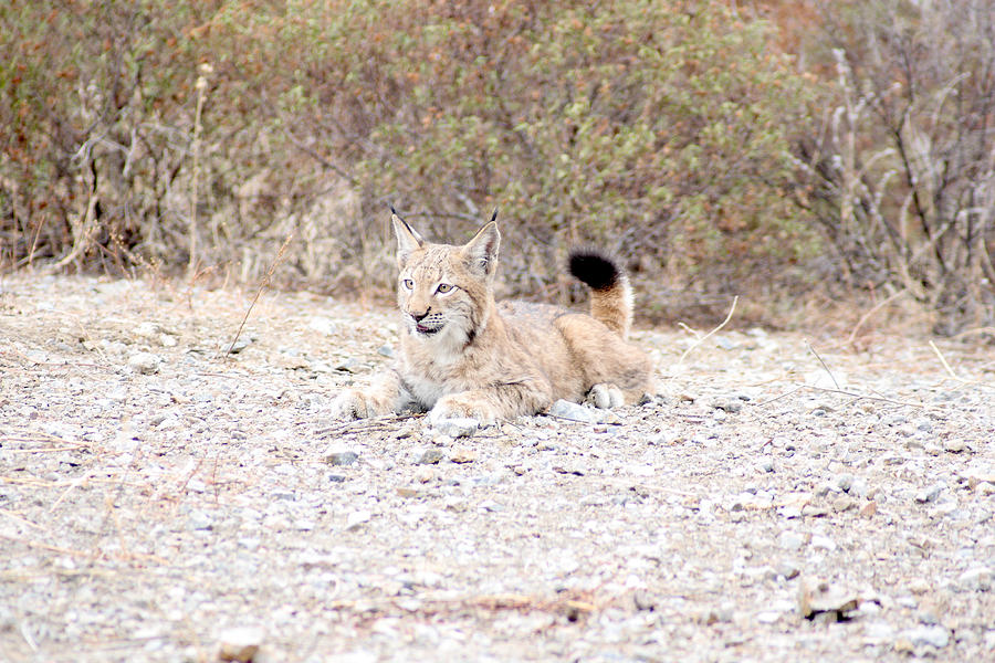 Lynx #1 Photograph by Iñaki Respaldiza