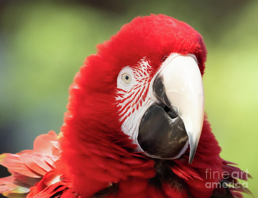 Macaw #1 Photograph by Nick Boren