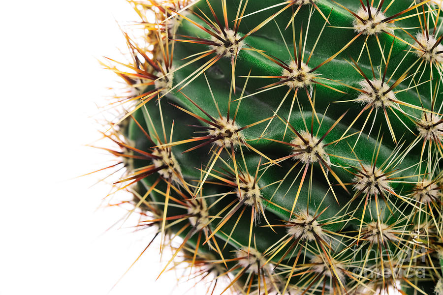 cactus that has soft thorns