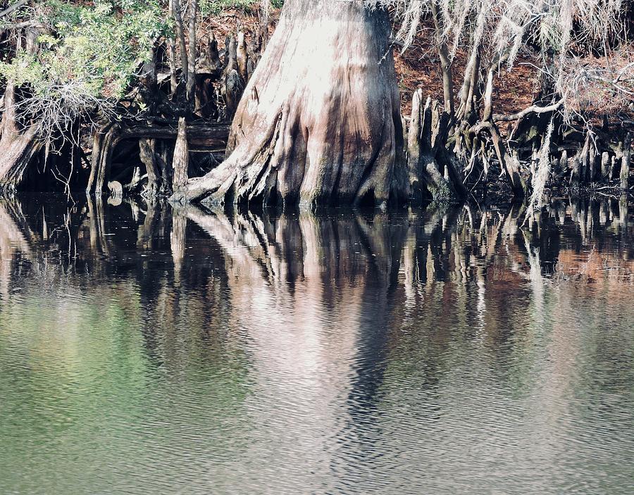 Macro Cypress Reflection #1 Photograph by Warren Thompson