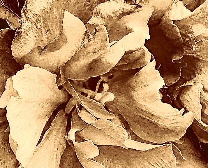Macro Sepia Bloom Digital Art