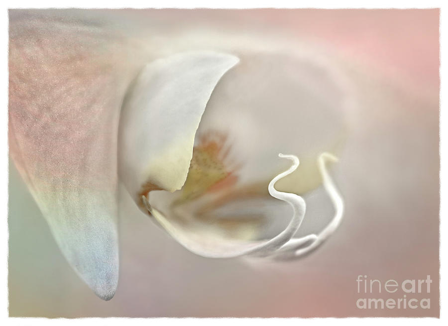 MACRO WHITE ORCHID FLOWER vivid colours unusual rigged attractive presentation  Digital Art by Tatiana Bogracheva