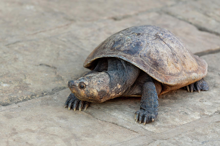 Madagascan Big-headed Turtle, Erymnochelys Madagascariensis 