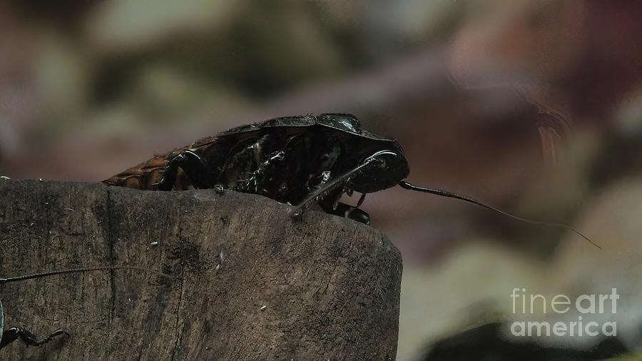 Madagascar hissing cockroach   Gromphadorhina portentosa #1 Photograph by Benny Marty