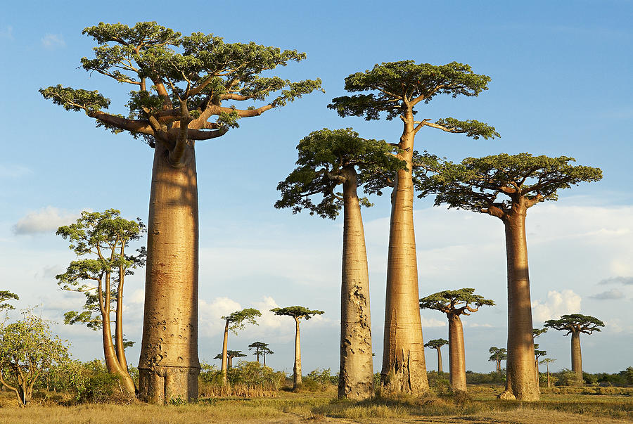 Madagascar, Morondava, Baobab trees #1 Photograph by Tuul & Bruno Morandi