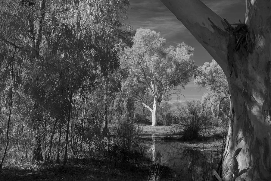 Nature Photograph - Madrona Marsh in Black and White Infrared #2 by David Thompson