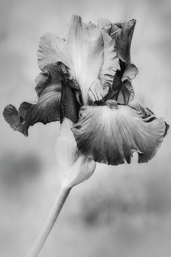 Magenta Iris And Bud  #2 Photograph by Susan Candelario