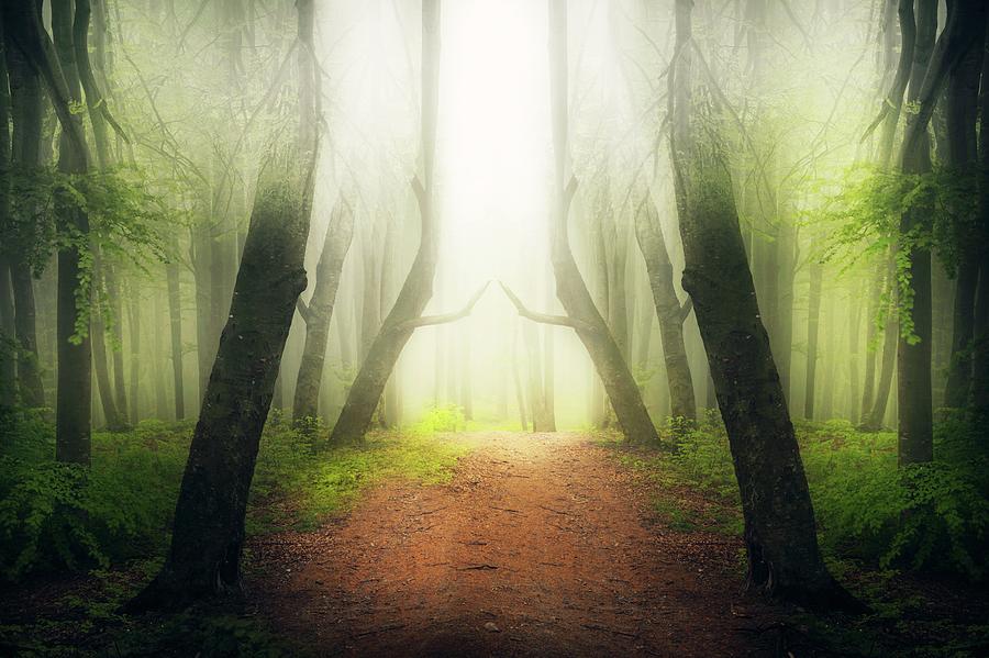 Magic light in foggy forest #1 Photograph by Toma Bonciu