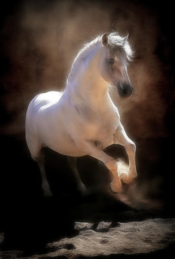 Magical Equestrian Photograph by Athena Mckinzie - Fine Art America