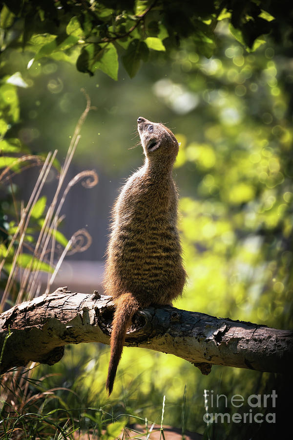 Magical meerkat #1 Photograph by Jane Rix