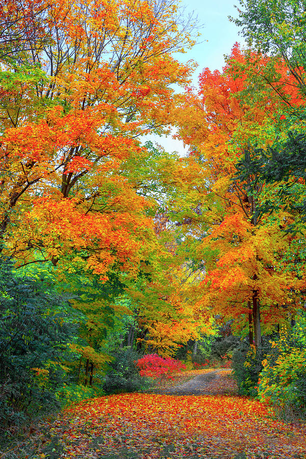 Magnificent colorful Fall trees on the path Photograph by James Brey ...