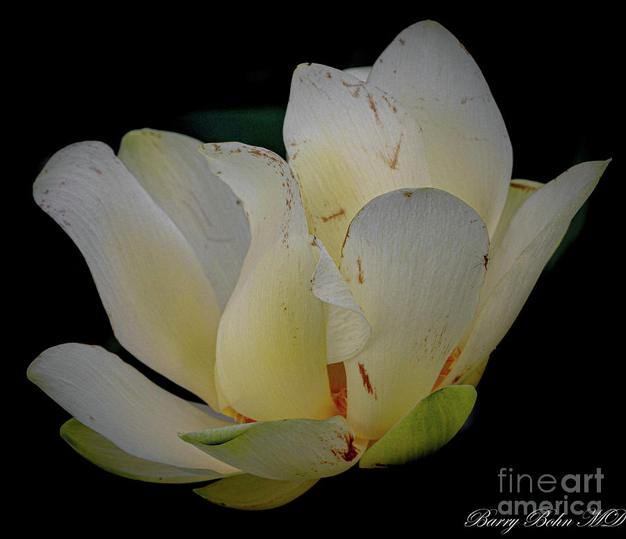 Yellow water lilly Photograph by Barry Bohn
