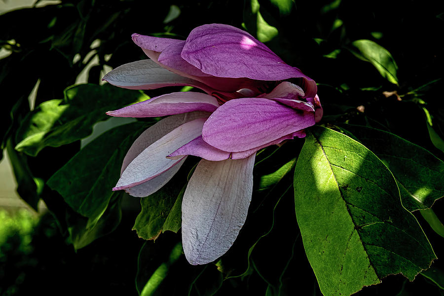 Magnolia Blossom in Late Summer #1 Photograph by Robert Ullmann