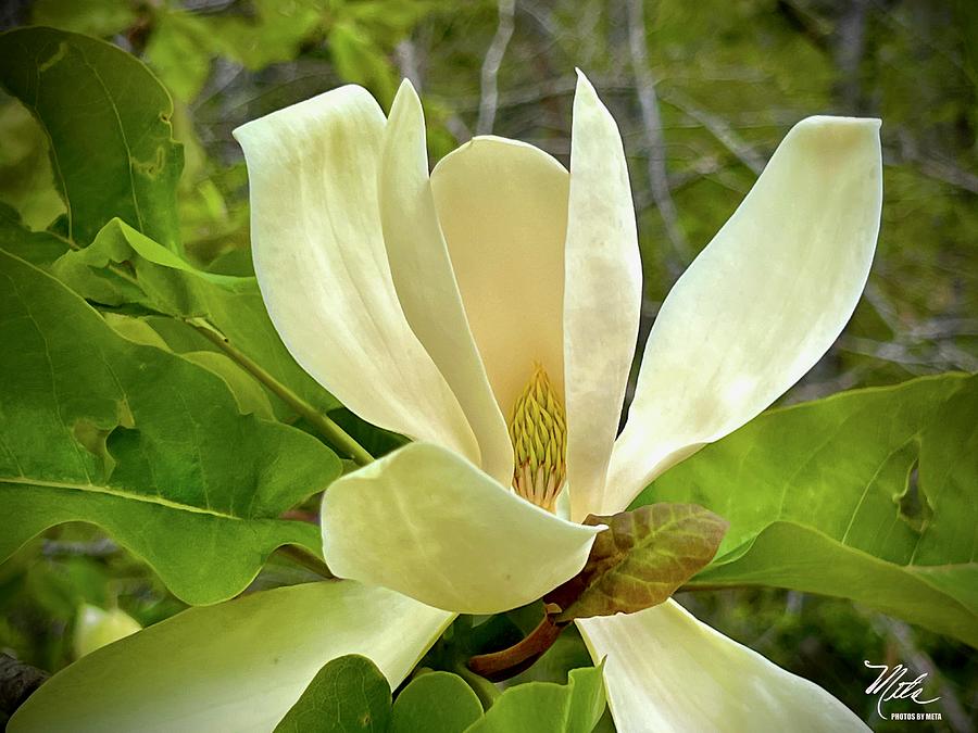 Magnolia blossom Photograph by Meta Gatschenberger