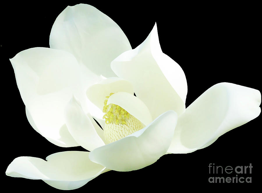 Magnolia Blossom On Black #1 Photograph by D Hackett