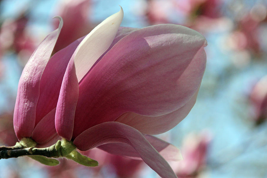 Magnolia #2 Photograph by Carolyn Stagger Cokley