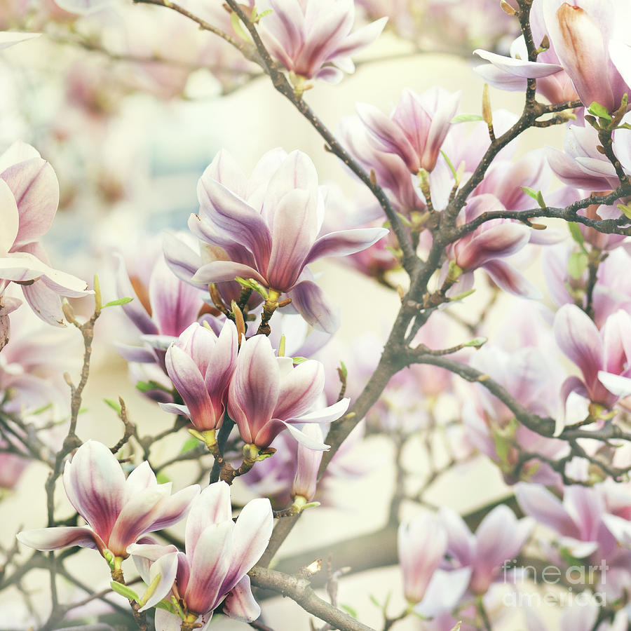Magnolia Flower Photograph by Jelena Jovanovic
