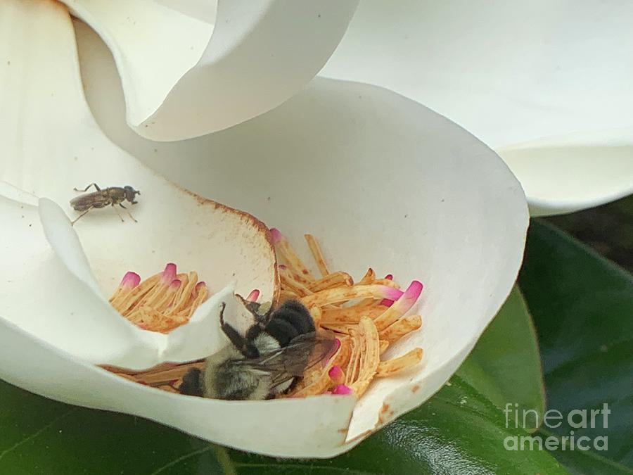 Magnolia Flower Stamens #2 Photograph by Catherine Wilson