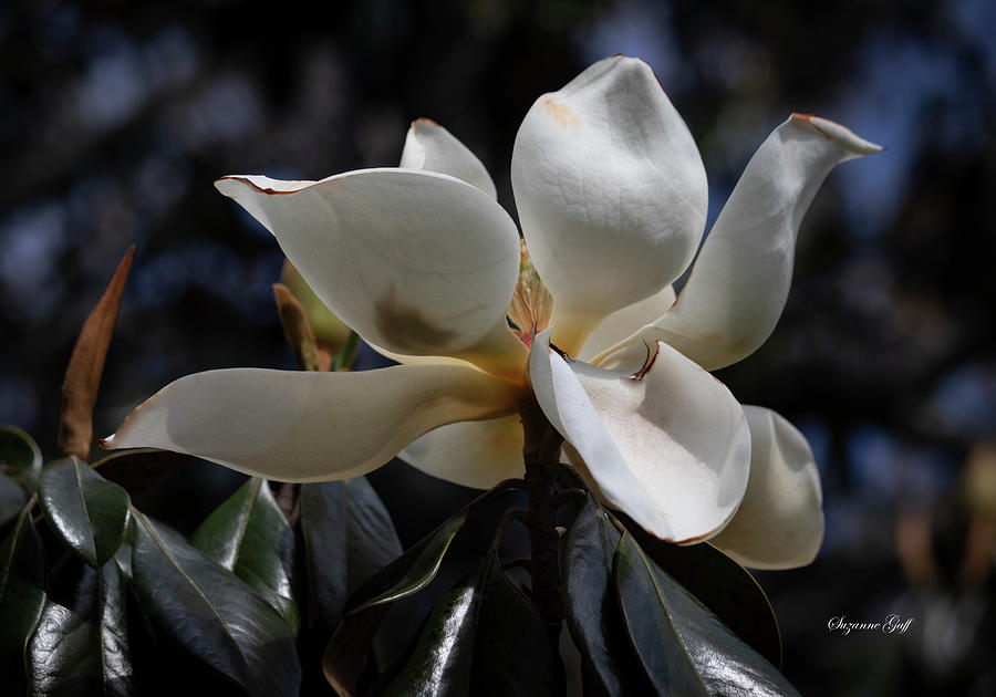 Magnolia grandiflora from Below II Photograph by Suzanne Gaff