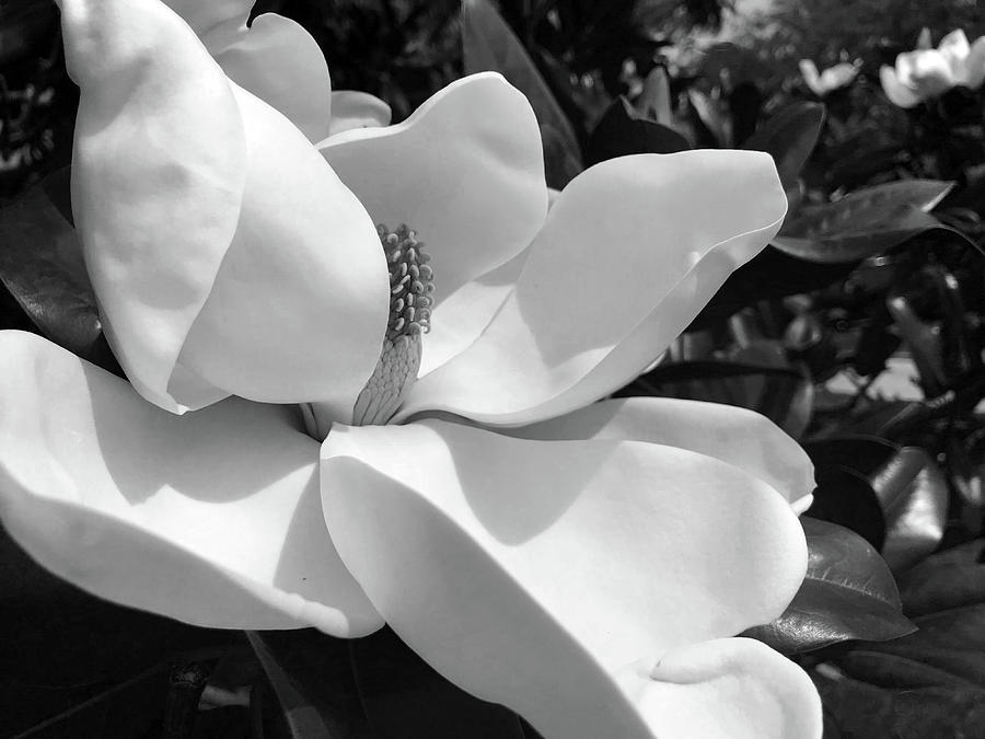 Magnolia #1 Photograph by Harold E McCray