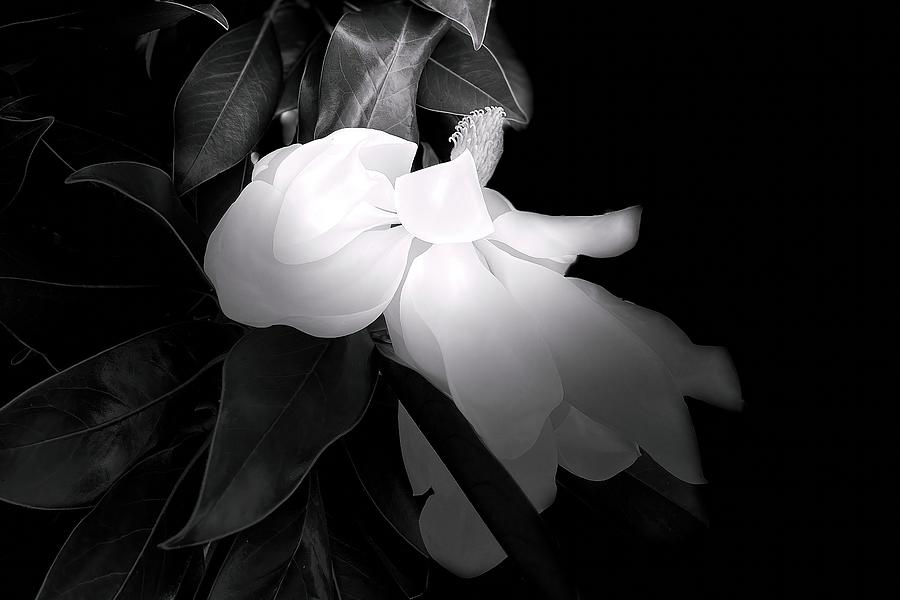 Magnolia in BW #2 Mixed Media by Christina Ford