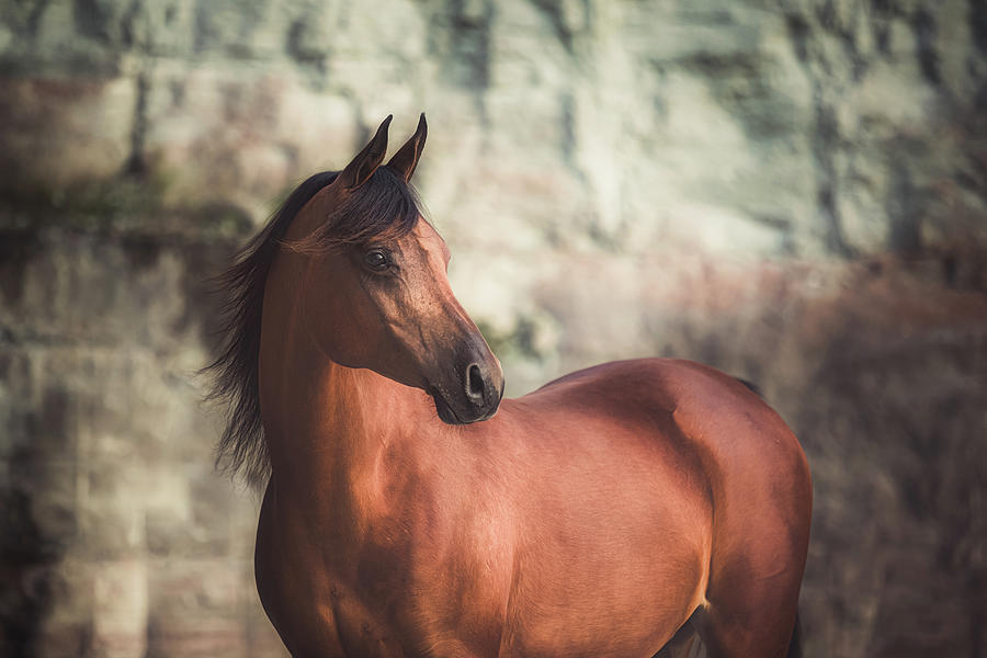 Magnum II - Horse Art #1 Photograph by Lisa Saint