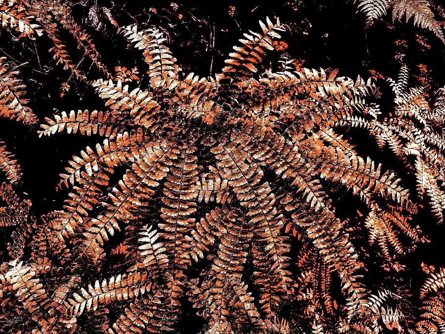 Maidenhair Fern #1 Photograph by Bruce Block Maidenhair Fern #1 Photograph by Bruce Block
