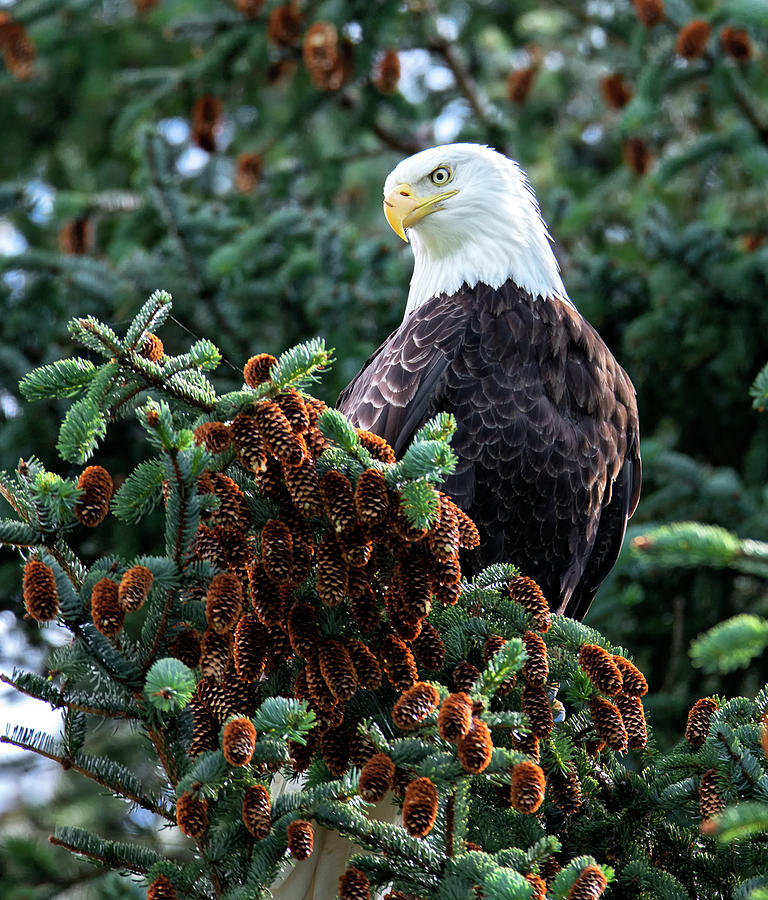 Maine Bald Eagle #1 Photograph by Robert Libby