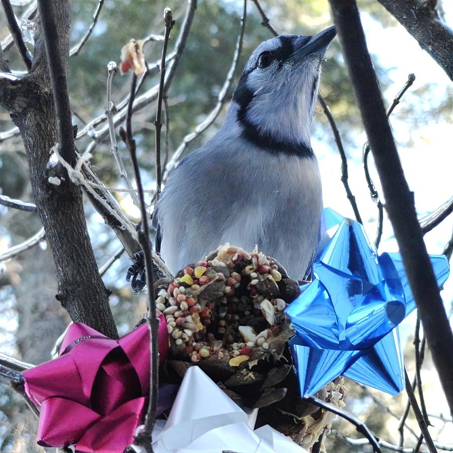 Maine Blue Jay Christmas Celebration #1 Photograph by Mike Breau