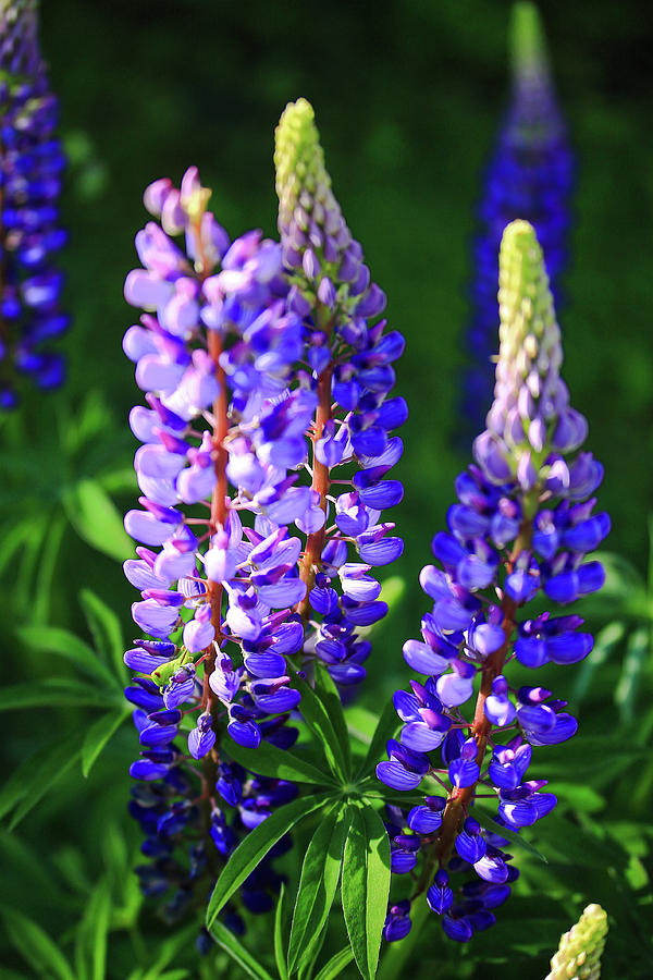 Maine Lupine Photograph by Doug Mills - Fine Art America