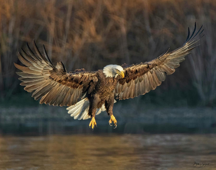 Majestic Bald Eagle Photograph by Beth Sargent