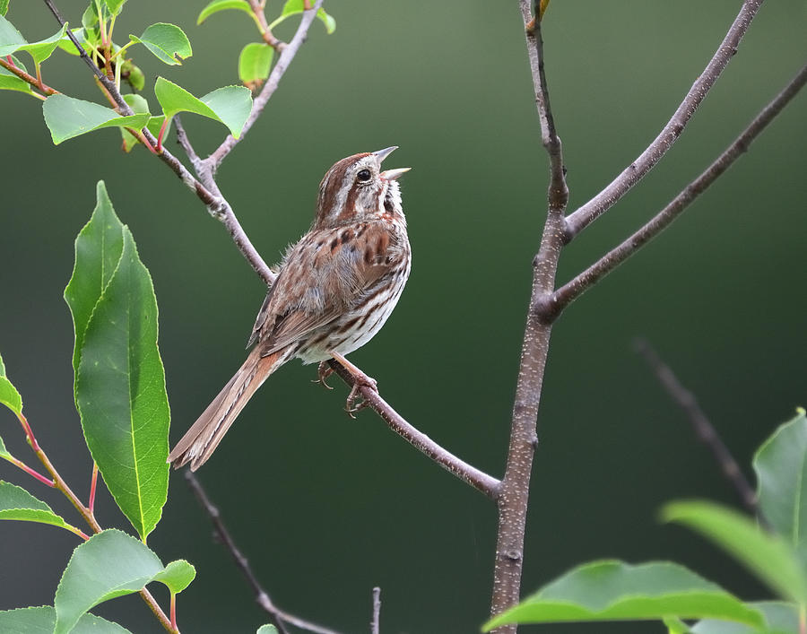 Making A Joyful Noise-Song Sparrow #1 Photograph by David Porteus