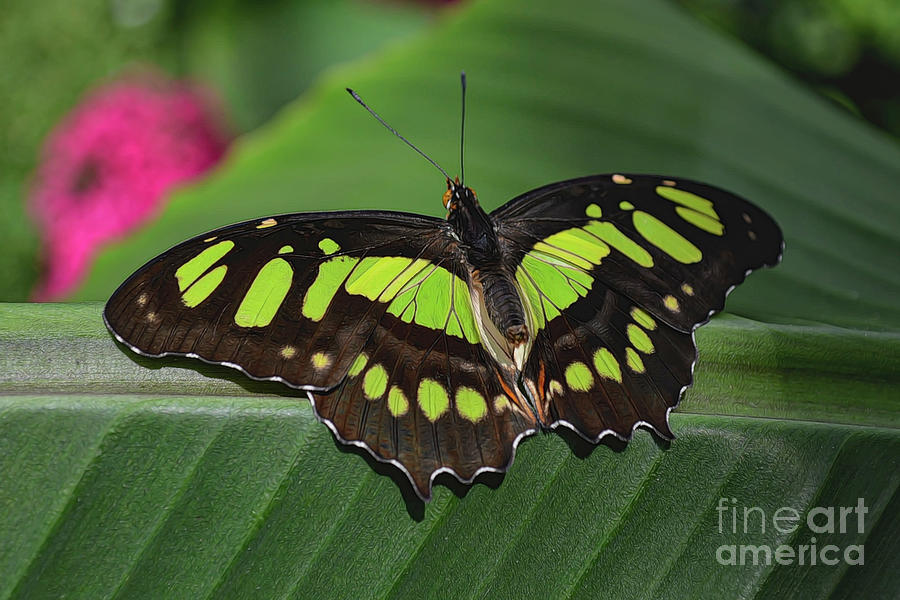 Malachite Butterfly #2 Photograph by Kathy Baccari
