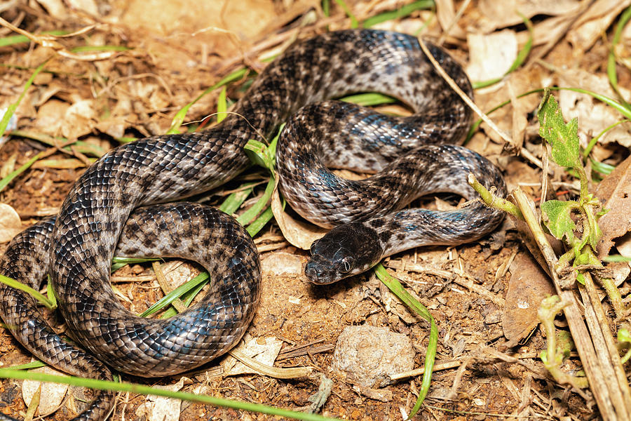 Malagasy Cat-eyed Snake, Madagascarophis colubrinus, Miandrivazo ...