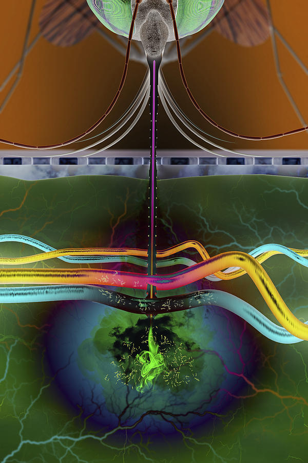 Malaria transmission, illustration #1 Photograph by Christoph Burgstedt/science Photo Library Malaria transmission, illustration #1 Photograph by Christoph Burgstedt/science Photo Library