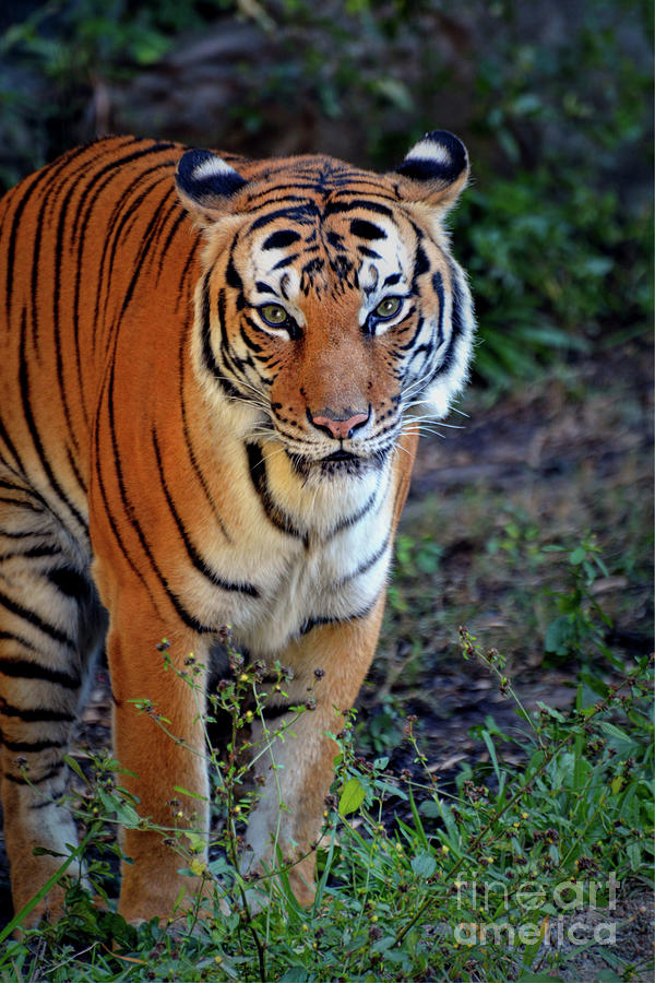 Malayan Tiger #1 Photograph by Savannah Gibbs
