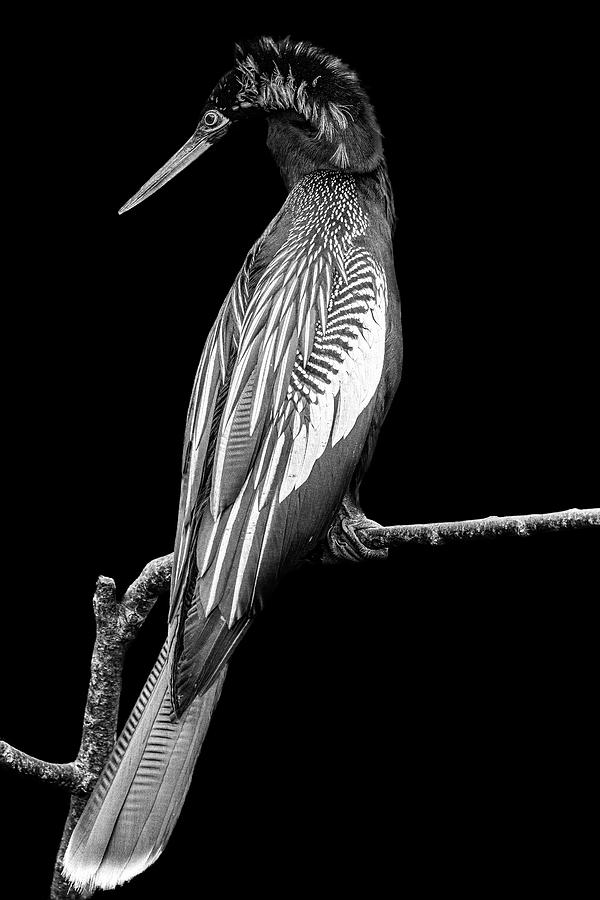 Male Anhinga displaying courtship feathers #1 Photograph by Perla Copernik