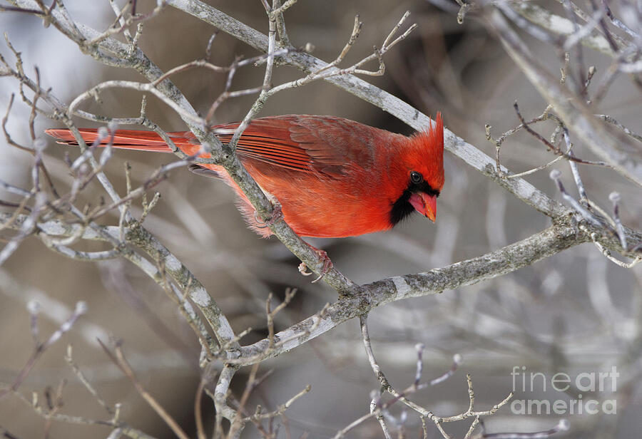 Male Cardinal in The Dogwood Photograph by Douglas Stucky