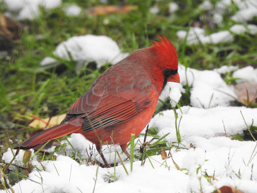 Male Cardinal  #2 Photograph by Eunice Miller