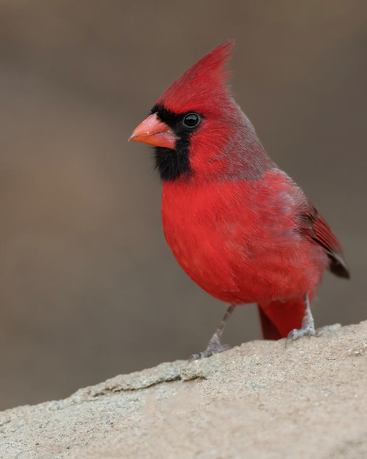 Male Cardinal  #1 Photograph by Gary Langley