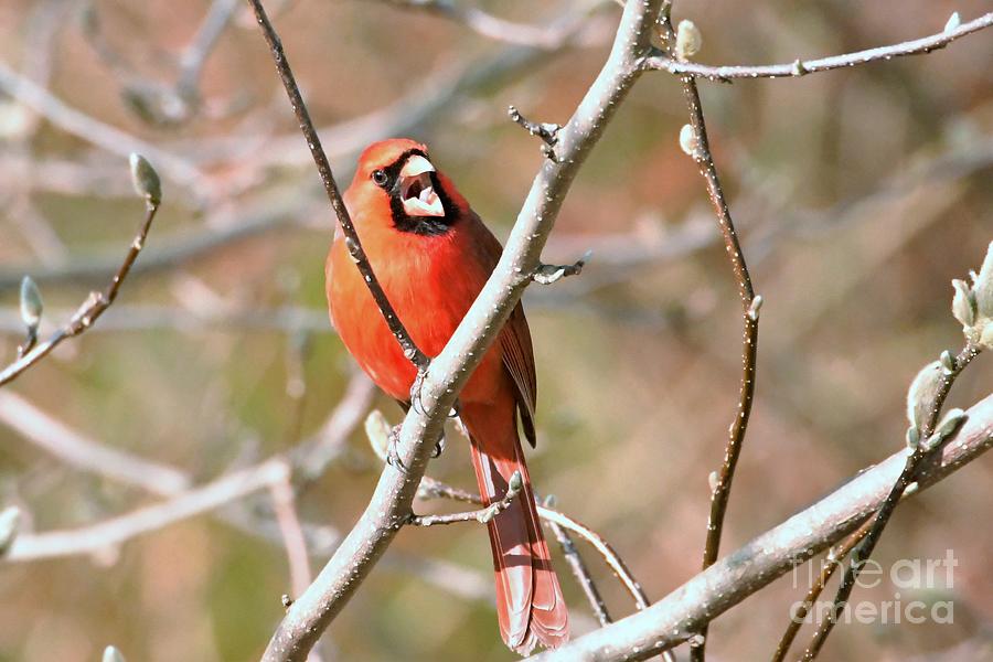 Male Cardinal  #1 Photograph by Lila Fisher-Wenzel