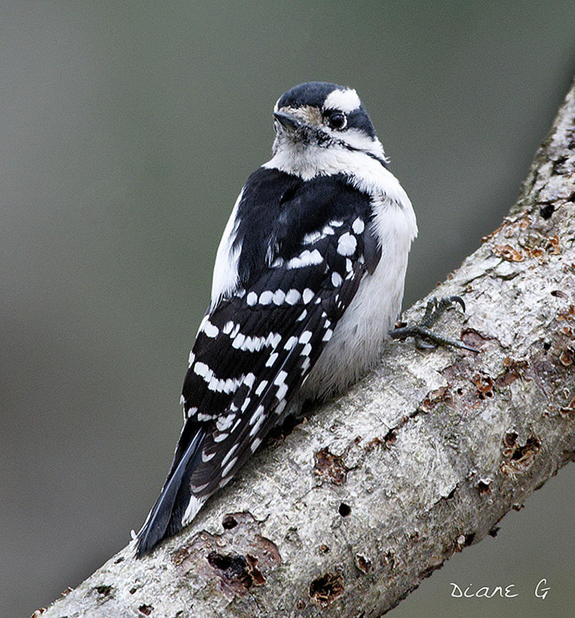 Male Downy Woodpecker #1 Photograph by Diane Giurco