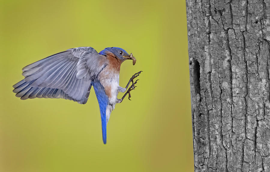 Male Eastern Bluebird #1 Photograph by Susan Candelario