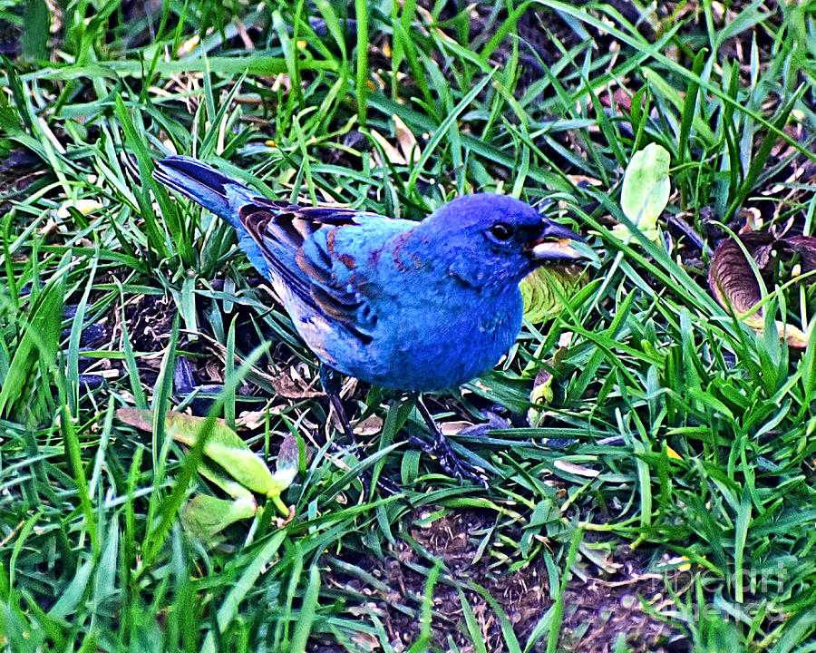Male Indigo Bunting #1 Photograph by Kathy M Krause