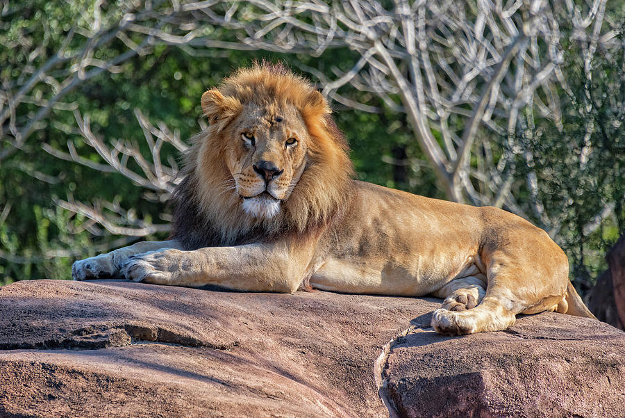 Male Lion #1 Photograph by Jim Vallee
